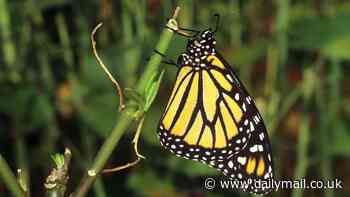 Heaven is real and loved ones DO return - but not as you'd expect. Harvard brain surgeon DR EBEN ALEXANDER reveals the astonishing way a grieving husband lost his scepticism about the afterlife