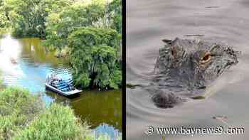 Explore Lake Jesup in Seminole County and discover why there are so many alligators