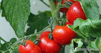 Frost coming to parts of Alberta — here’s what you need to harvest from your garden