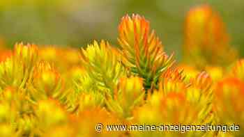 Fünf attraktive, winterfeste Bodendecker, die kaum Pflege benötigen