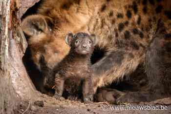 Hyenazussen in Planckendael verrassen verzorgers en verwelkomen elk hun eerste pup: “Ze zijn er vroeg bij”