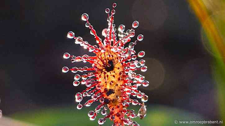 Deze gigantische bladluis komt oorspronkelijk uit Azië, weet Frans