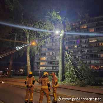 Grote tak breekt plotseling af bij boom Sterflat