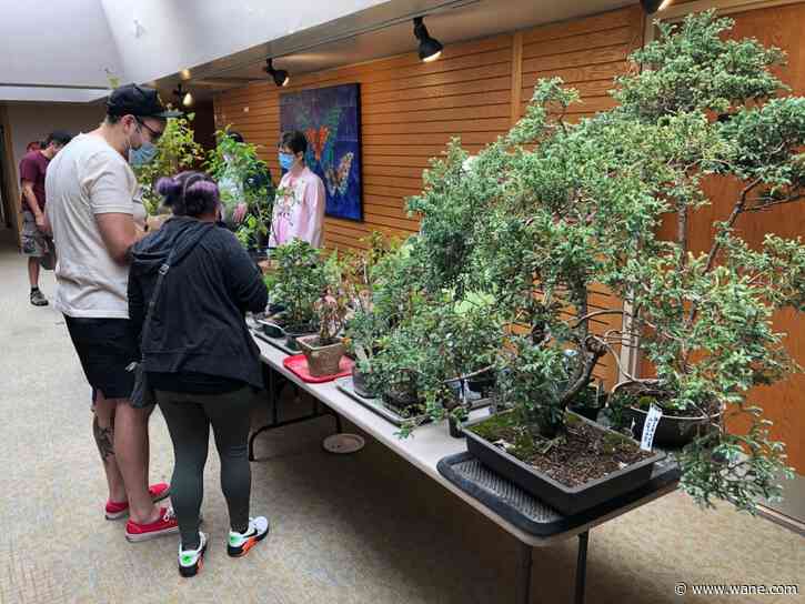 Fall Bonsai Show celebrates live art form