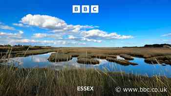 Under threat Essex saltmarshes ‘need protecting’