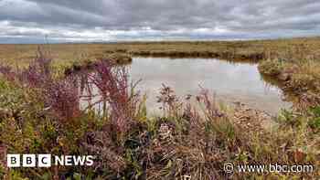 Calls to protect saltmarshes as vital carbon stores