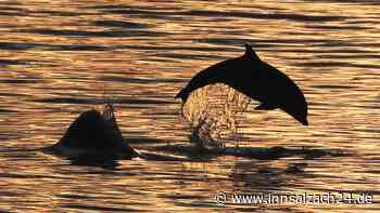 „Es war beängstigend“: Sex-Delfin Suzu terrorisiert und verletzt Badegäste