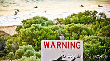 Hat die Rettungskette versagt? Experte über die Hai-Attacke auf eine Rosenheimerin