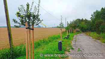 Gelbe Bänder an Obstbäumen in Wolfenbüttel – das steckt dahinter