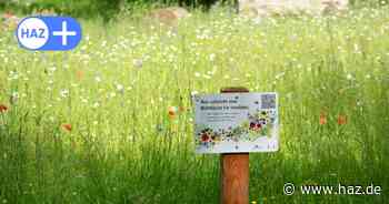 Stadt Hannover legt Blühflächen in der Eilenriede an