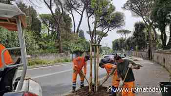 Cinquecento alberi tra villa Borghese e villa Ada: a ottobre parte la “forestazione lineare”