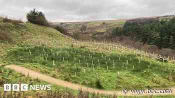 'Few signs' of recovery at wildfire-hit estate