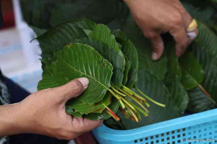 What is kratom, the herbal product banned in Indiana?