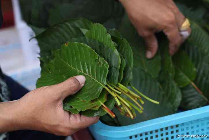 What is kratom, the herbal product banned in six states?