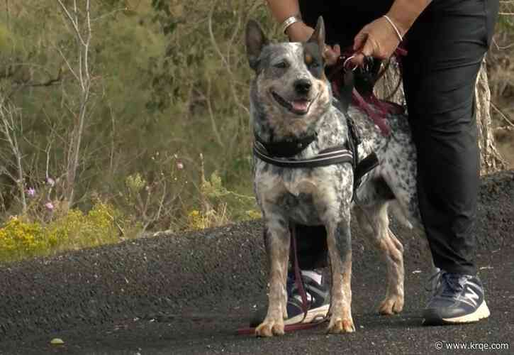 Dog parents visit Sandia Tram for pet-friendly event