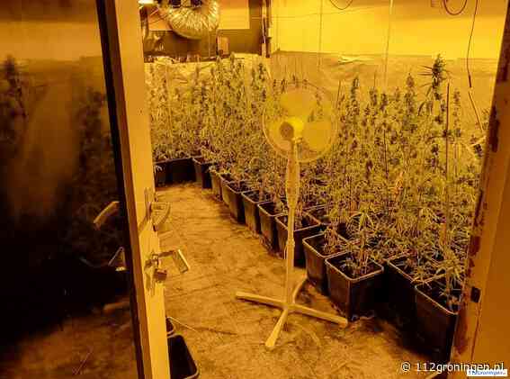 Kwekerij aangetroffen en contant geld in de Vlierstraat Groningen