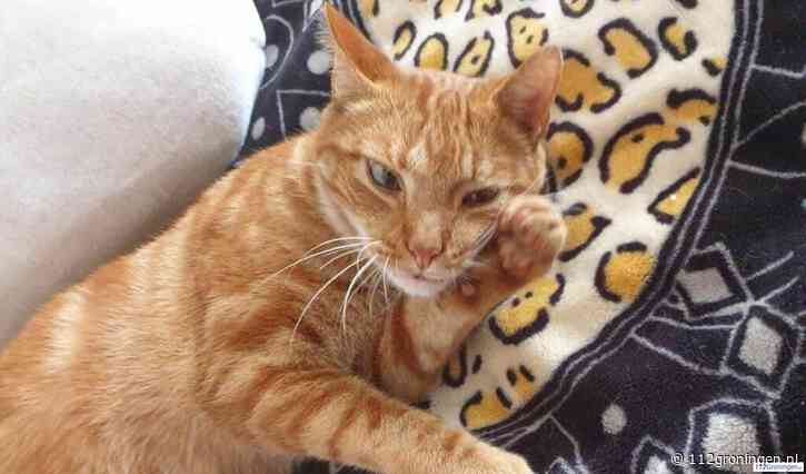 Opmerkelijk: Hachelijk trip voor kater Chippie uit Stad