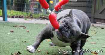 Wirral Globe dog of the week: 'Full of fun' Fran needs you