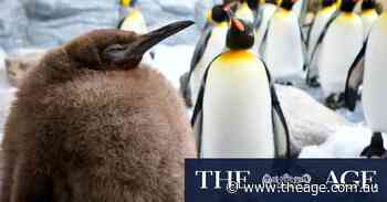 ‘People seem to relate to this chunky guy’: Why this huge baby penguin is going viral