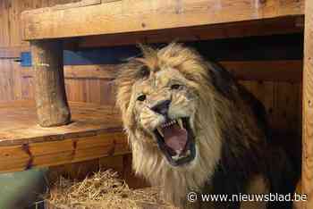 Brullende leeuw Rori te horen tot in Louwel: “Alles hangt af van hoe de wind zit”