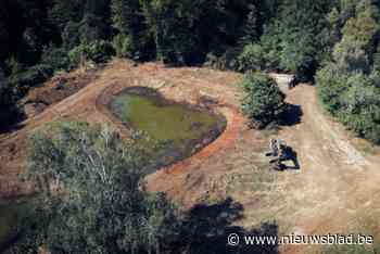 Zammelsbroek krijgt weer natte aanblik van weleer: “Hopelijk mogen we otter verwelkomen”