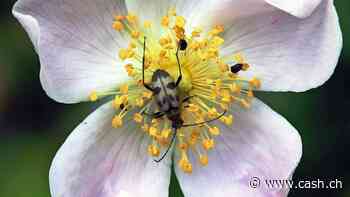 Keine zusätzlichen Anstrengungen für die Biodiversität