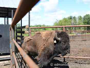 BisonSense: Alberta researchers at NAIT and Lakeland College partner for special bison sensor