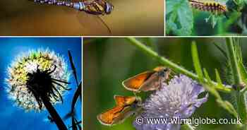 Wirral Globe Camera Club: 18 up close and personal pictures of insects