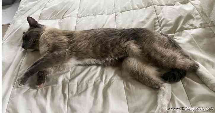 Vanno in campeggio col gatto e lui si perde nel bosco: “Siamo dovuti ripartire lasciandolo lì”. Ma il micio percorre 1300 chilometri e torna da loro