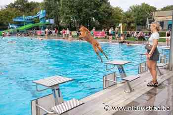 Honden én baasjes nemen frisse duik in openluchtzwembad
