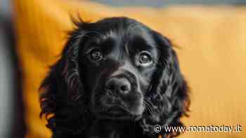 Falliscono furto in casa, prendono il cane dei proprietari e lo lanciano dal sesto piano