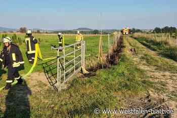 Flächenbrand bei Steinheim: Feuerwehr löscht Grasfläche bei Baumschule