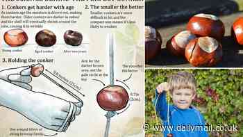 The science behind the perfect conker - and why bigger isn't always better