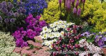 Save £25 on You Garden’s hardy perennial plant lucky dip collection