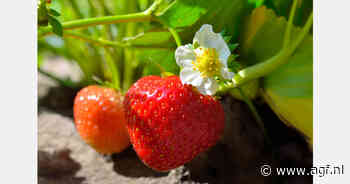 "Huelva heeft aardbeienmarkt praktisch voor zich alleen tussen februari en april"
