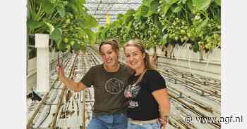 “Derde pluk uit voorjaarsteelt kwam goed uit voor zomerse huisverkoop”