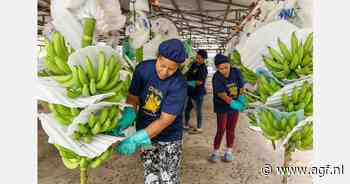 Prijs Ecuadoraanse bananen in de lift door grote vraag