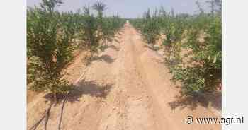 "Aardbeienteelt in Egypte kost $9.000 per 0,4 ha"