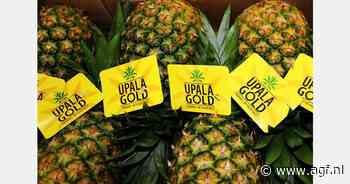 "Internationale markt vraagt om meer ananas"