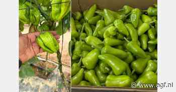 Marokkaanse peperteler lanceert nieuw merk voor Europese markt