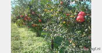 Plotselinge prijsdaling Griekse granaatappelen