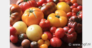 Marokko onderscheidt zich met cherrytomaten op Poolse importmarkt