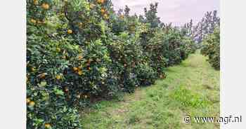 "Europa's citrusprotocol veroorzaakt enorme waardevernietiging"