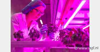 Colruyt Group onderzoekt aardbeienteelt in vertical farm