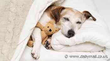 Is YOUR dog getting enough sleep? Vets reveal exactly how many hours pups need - and it's more than you think