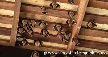 6 signs bats are on your property and what to do if you think they are present
