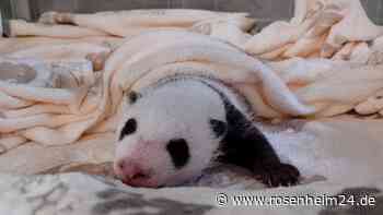 Panda-Babys wachsen und gedeihen: Berliner Zoo zeigt neue Bilder der kleinen Zwillinge