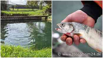 „Unverschämt“ & skurril: Dreister Dieb fischt Weiher bei Griesstätt leer - Vermutungen über Täter