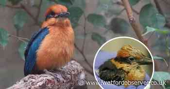 Whipsnade Zoo keeper helps release endangered birds back into the wild