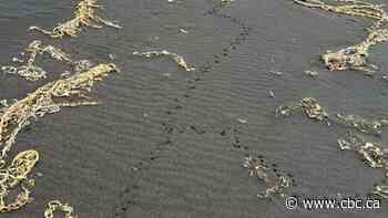 Why an Alaska island is using peanut butter and black lights to find a rat that might not exist